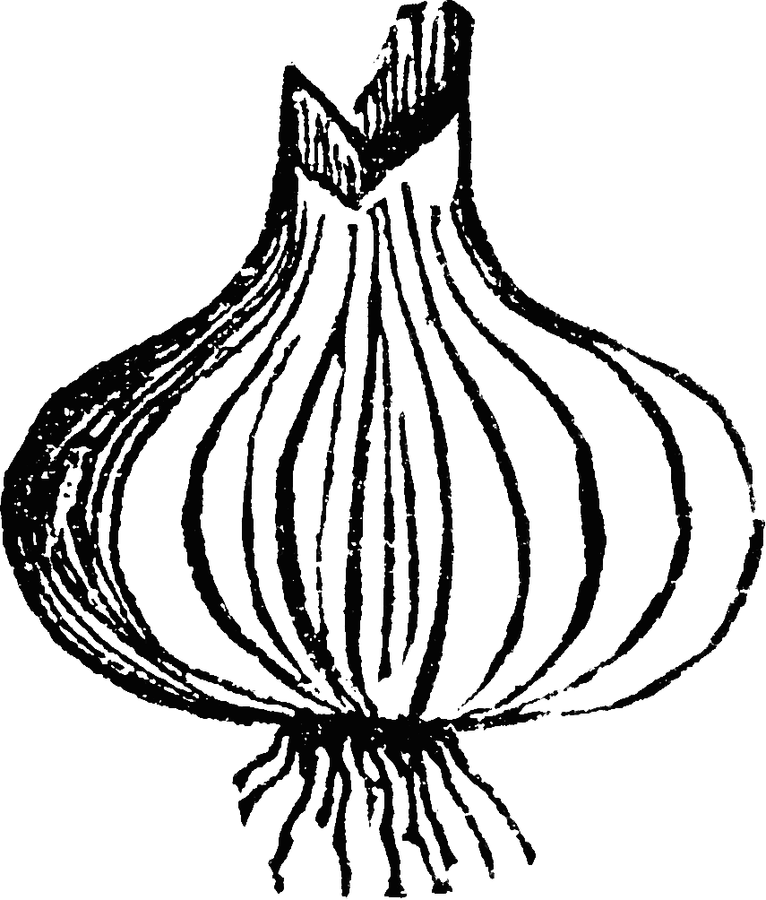 Onion Clipart Black And White (855x1004)