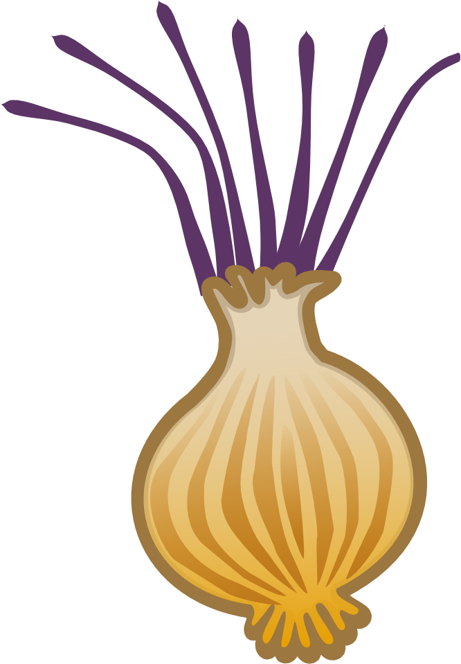 Onion 2 999px 113 - Root Vegetables Cliparts (1663x2400)