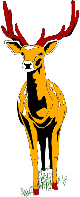 View, Deer, Color, Front, Art, Forest, Animal, Antlers - Front View Of Deer (320x640)