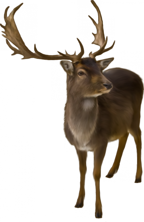 Tubes Animaux Varies Png - Christmas (500x768)
