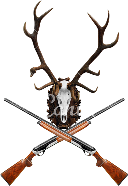 Deer Hunting Trophy And Shotguns Cutout - Deer Skull (540x800)
