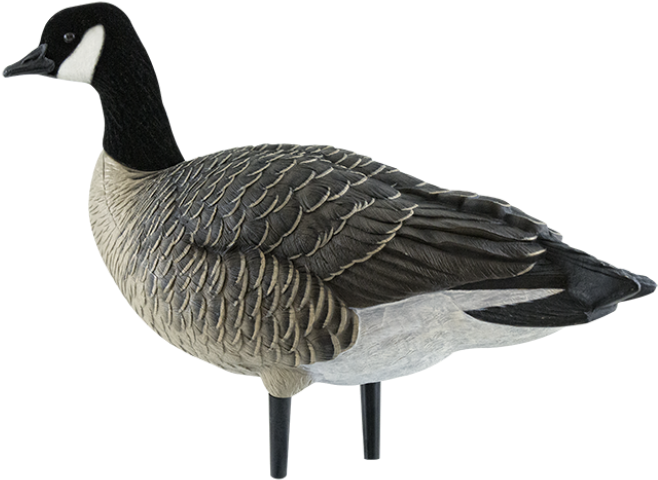 Canada Goose (940x587)