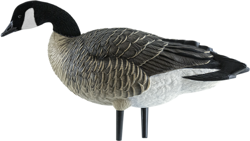 Axp Outfitter Lesser Goose Decoy Pack - Appelants À Bernaches Du Canada Axp Lesser Active Goose (940x587)