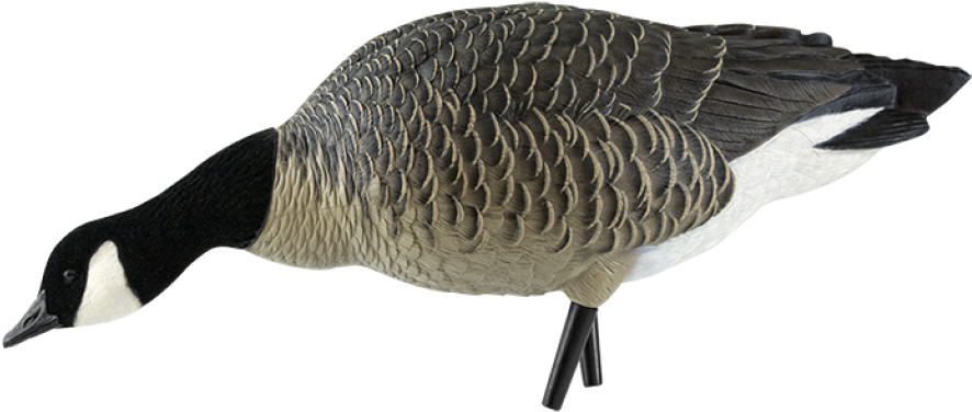 Axp Outfitter Lesser Goose Decoy Pack - Avian-x Axp Lesser Canada Goose Feeder Decoys W/ Bag (940x587)