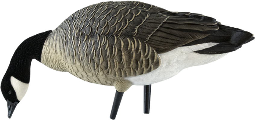 Canada Goose (940x587)