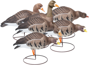 Field Speckle Bellies Six Pack Of Goose Hunting Decoy - Turkey (400x302)