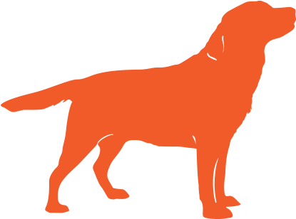 Your Dog's Water - Health (426x370)