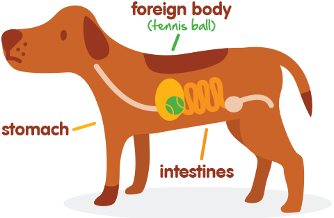 A Bitter Pill To Swallow - Dog Eat Plastic (480x314)