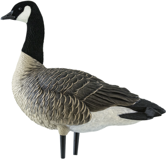 Axf Outfitter Lesser Goose Decoys - Avian-x Axp Outfitter Lesser 12 Pack (940x587)