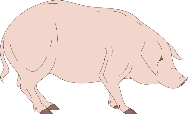 Standing Pig Clip Art - Pig Head Cartoon Side View (600x365)
