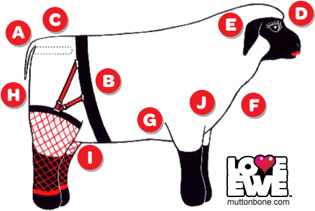Love Ewe Blow Up Sheep Features Diagram - Ewe (457x313)