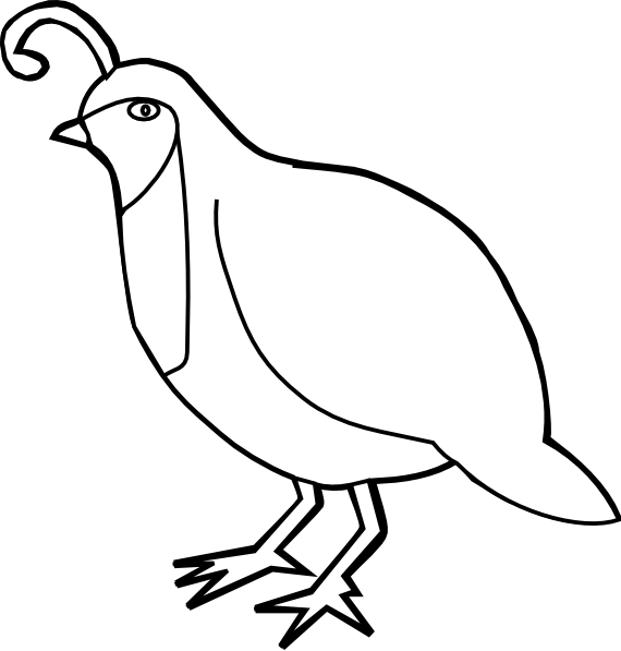 Quail Outline Clip Art - Partridge Clipart (570x597)