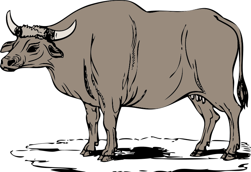 Ox Clipart - Ox Clip Art (800x548)