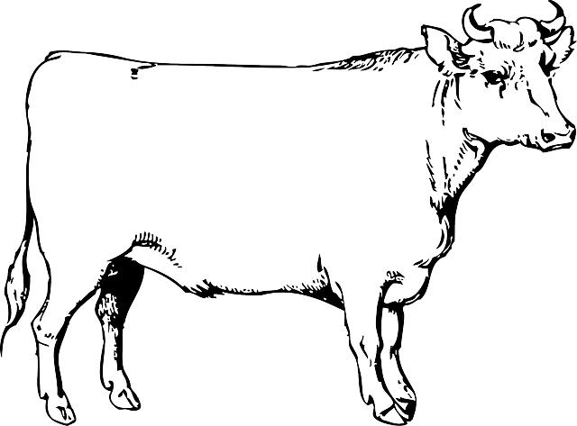 Page Black, Outline, Drawing, Male, White, Cartoon, - Steer Clip Art (640x473)