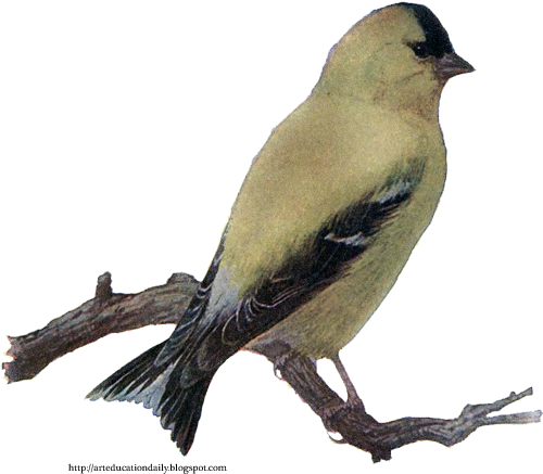 Restored Vintage Print Of A Goldfinch, Tree Branch, - Cedar Waxwing (512x454)