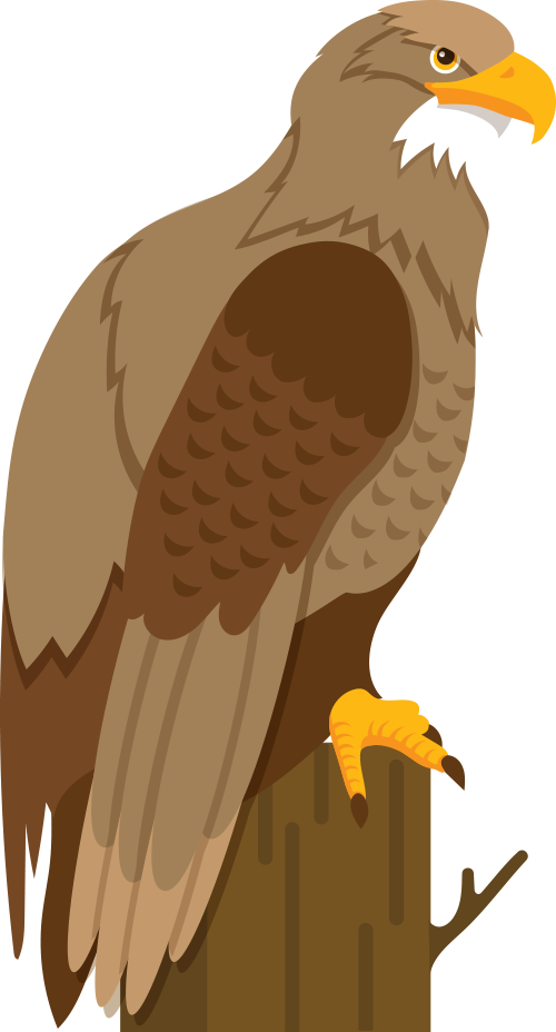 Bald Eagle Hawk Cartoon Illustration - Hawk (500x928)