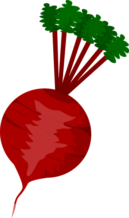 Beet Clipart Vegetable Plant Pencil And In Color Beet - Radish Clipart (428x720)
