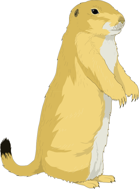Squirrel Clipart Yellow - Perro De La Pradera Dibujo (555x754)
