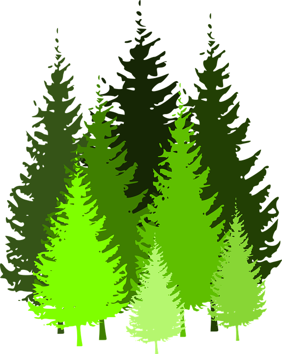 Cartoon Pine Trees 5, Buy Clip Art - Pine Tree Silhouette (574x720)