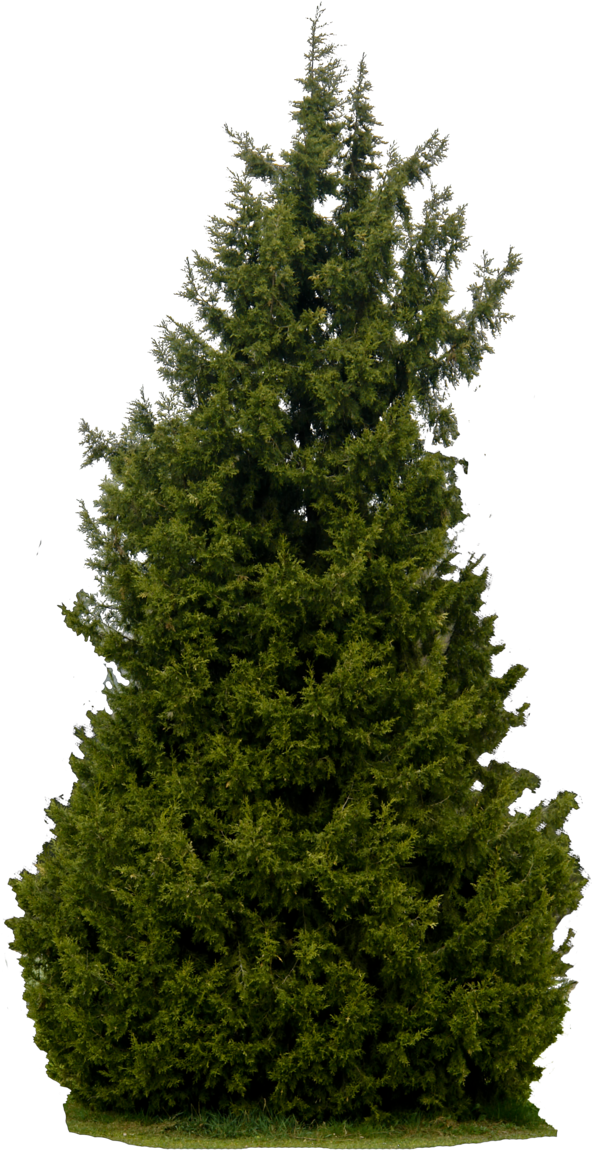 Dead Pine Tree Clip Art Download - Real Tree Png (600x1150)