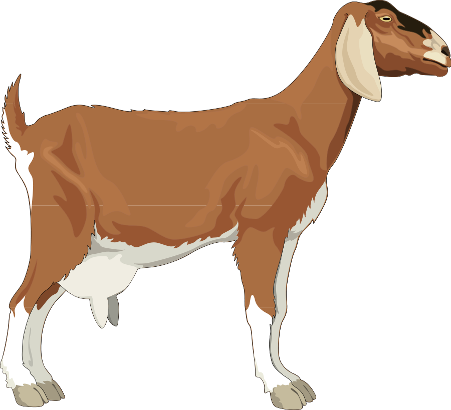 Goat Clip Art Images Free Clipart Images Clipartcow - Goat Vector (900x819)