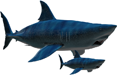 Excepto Por Su Tamaño, Nada Diferencia A Un Megalodon - Animales Marinos Reales Png (600x361)
