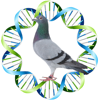 In Addition, Anyone Who Thinks That The Wild-type Gene - Dna Of A Pigeon (351x359)