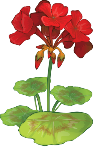Clip Art O Geranium - Red Geraniums Clip Art (423x664)