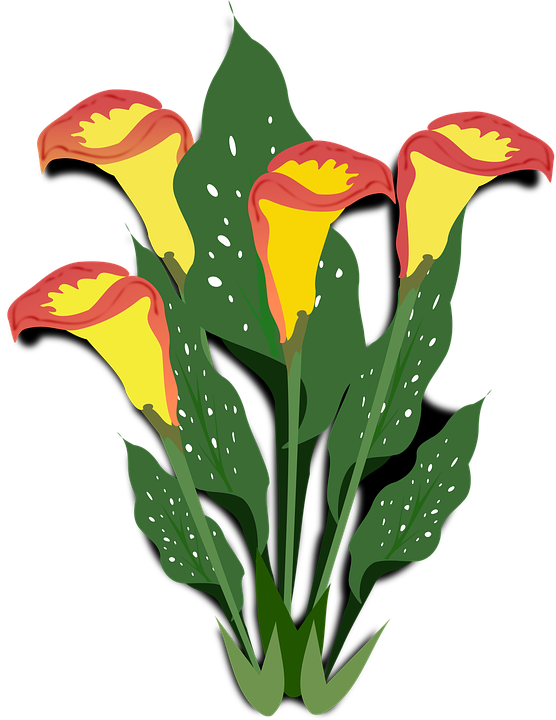 Watering Plants Cliparts 27, - Copos De Leite Flores (556x720)