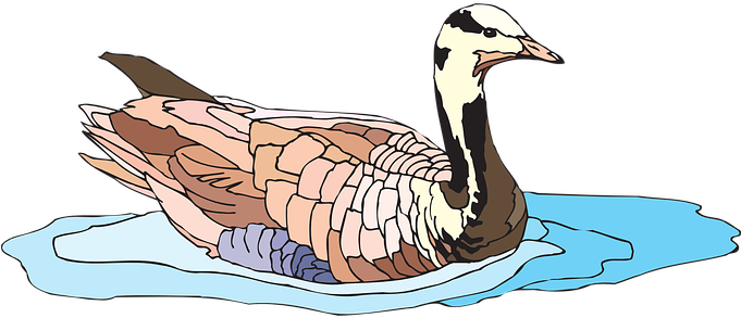 Water, Bird, Goose, Bar-headed, Swimming - Bird (680x340)