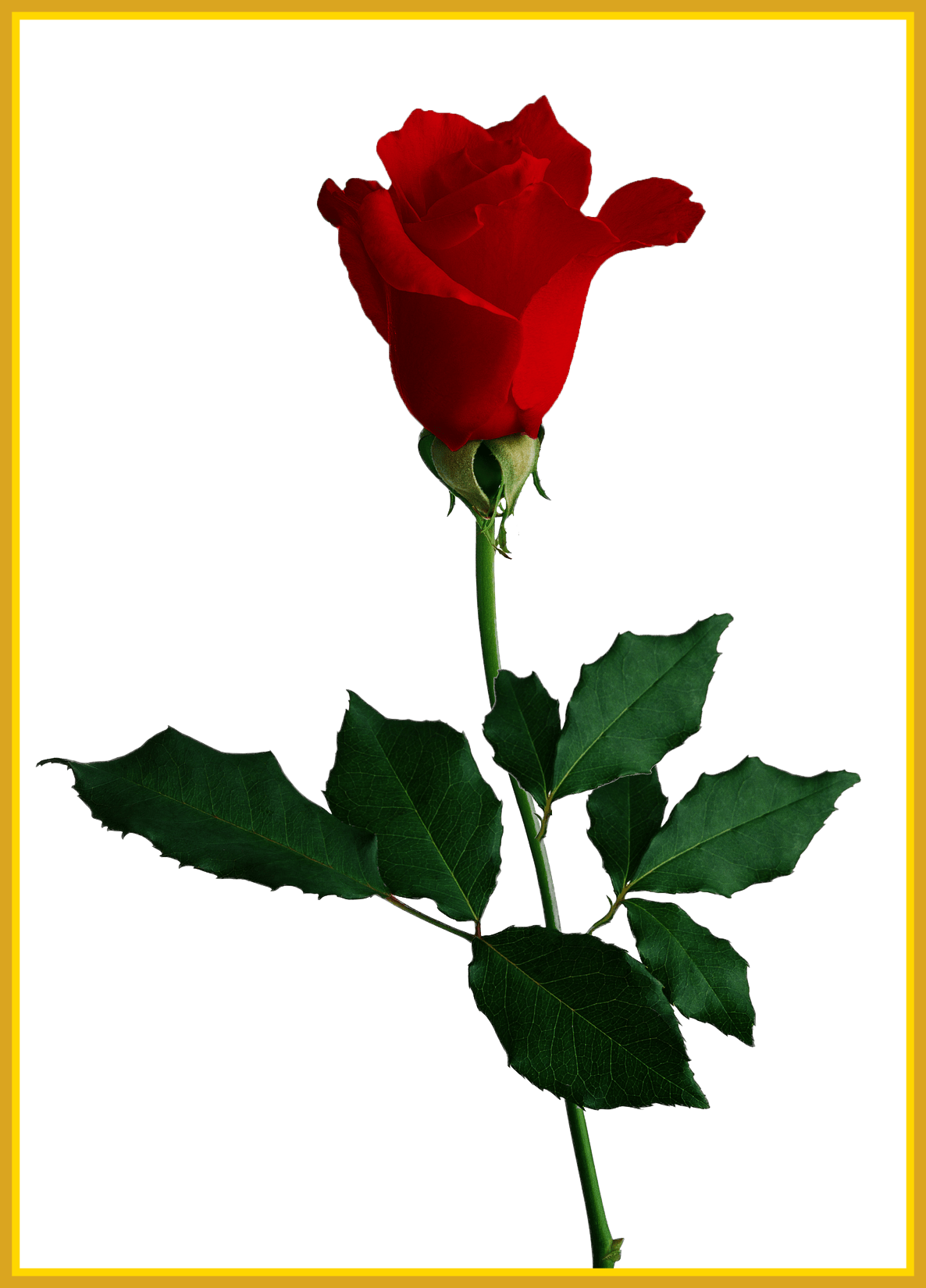 Unbelievable Rose No Background Check All Pics Of Flower - Red Rose No Background (1186x1650)