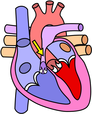 Quitting Smoking Markedly Reduces This Risk - Cardiovascular System Gcse Pe (500x535)