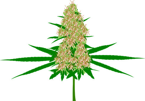 Cannabis Bud Marijuana Hemp Plant Medicine - Marihuana Png (490x340)