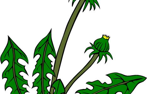 Weed Control - Dandelion Clip Art (468x300)