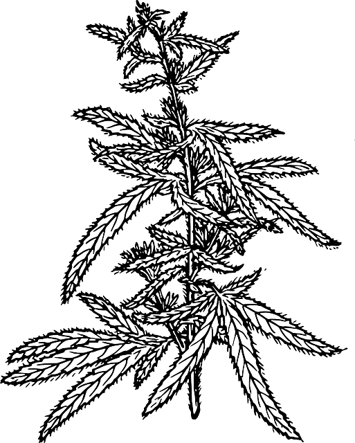 Marijuana Weed, Ing, Sketch Template - Hemp Drawing Png (513x640)