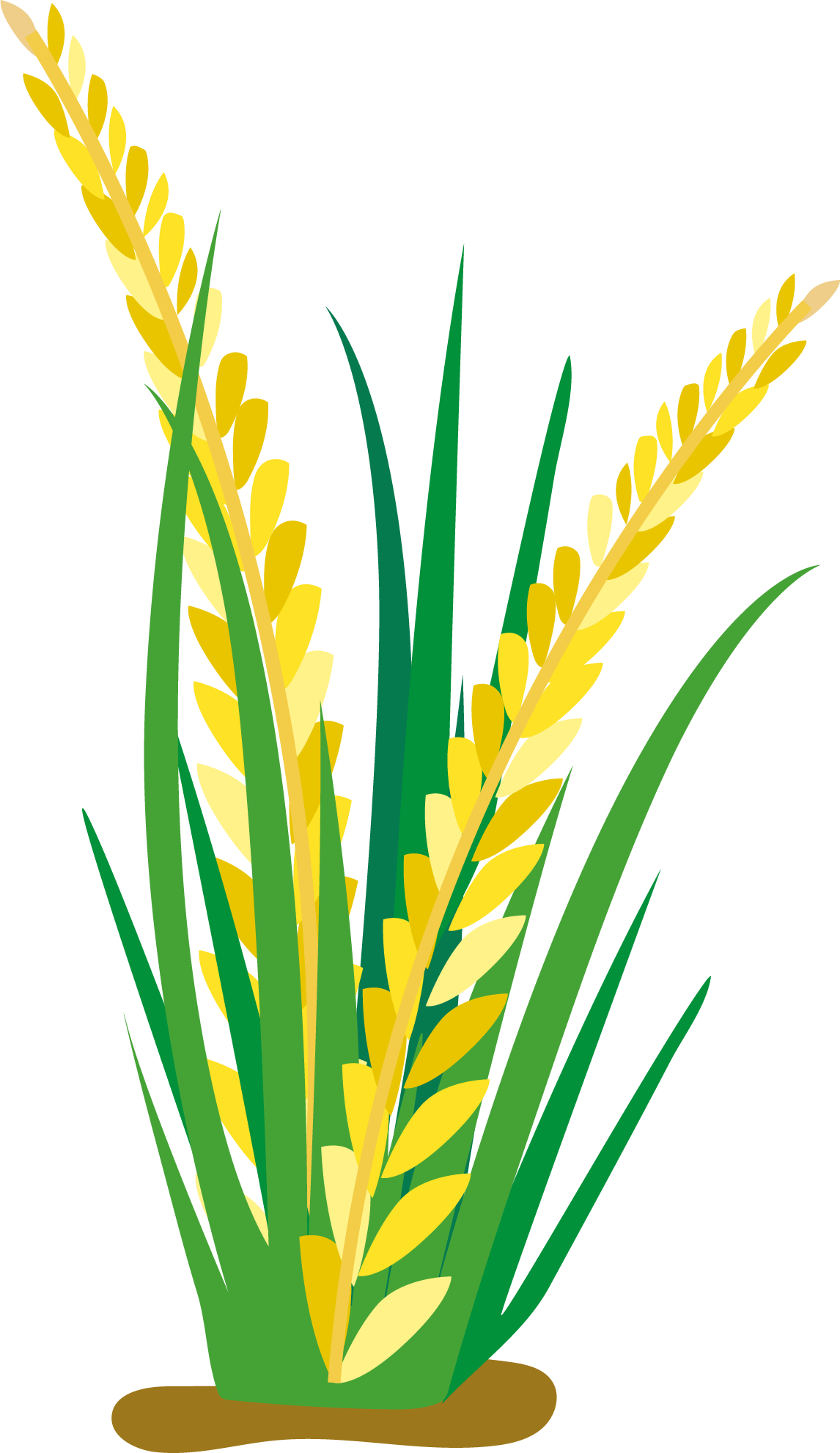 Rice Cartoon Oat Clip Art - Rice Plant Vector Png (1146x1982)
