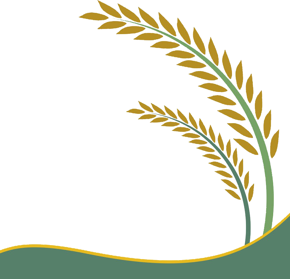 Paddy Field Oryza Sativa Rice Crop Clip Art - Rice Vector (1000x965)