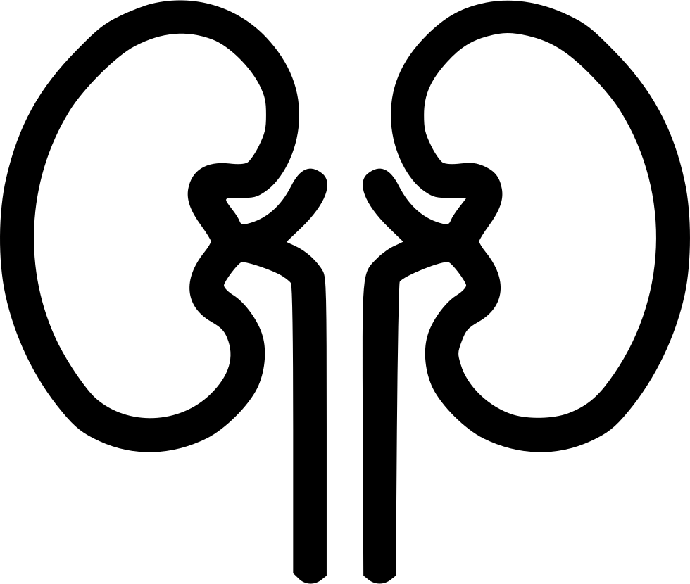 Kidney Organ Health Medical Health Renal Kidnies Comments - Kidney (980x830)