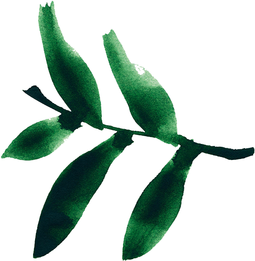 687006-807o Green Tea - Russian Olive (1125x750)