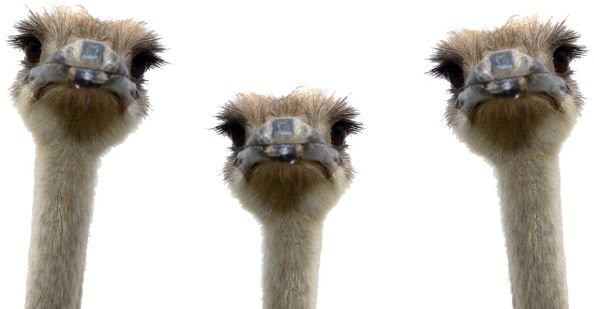 Ostrich Png (600x375)