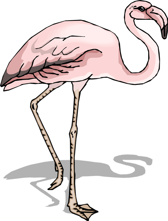 Flamingo With A Shadow - Gambar Flamingo Png (569x750)