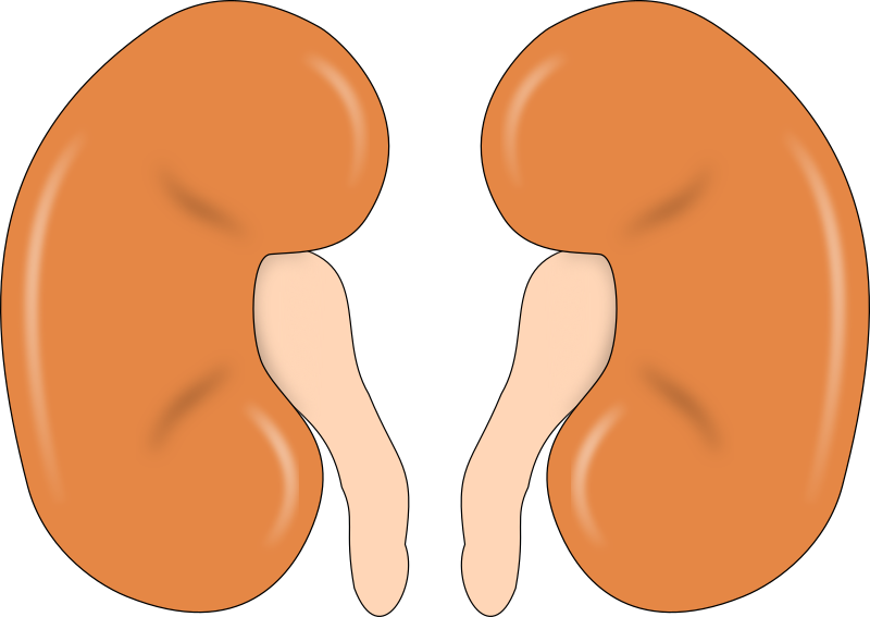 Kidney Simple (1440x1019)