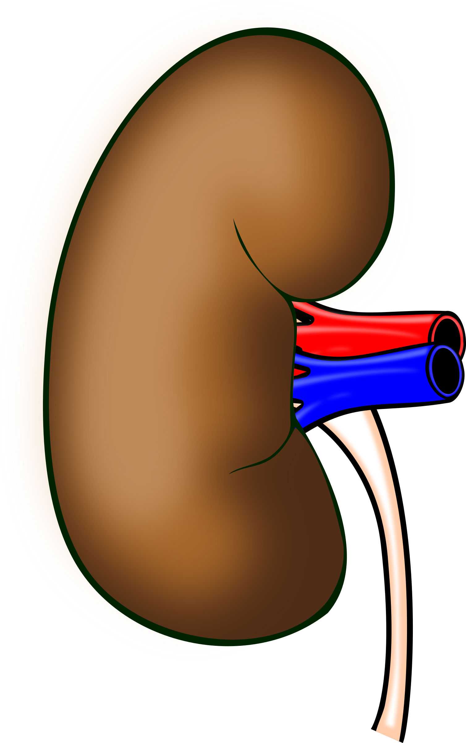 Clipart Kidney (847x1351)