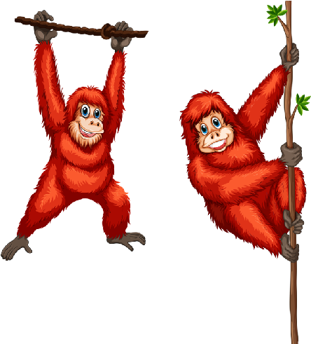 Two Red Orangutang Swinging On Branches - Orangutan Illustration (500x500)