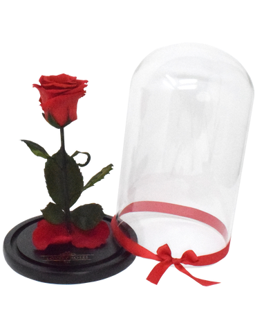 Beauty & The Beast - Garden Roses (498x498)
