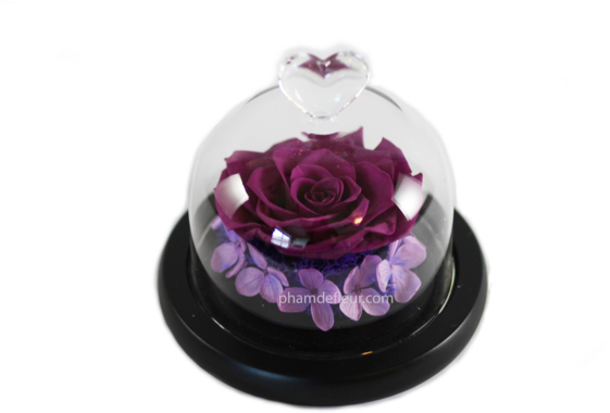 Bebe Glass Dome - Royal Pham (600x400)