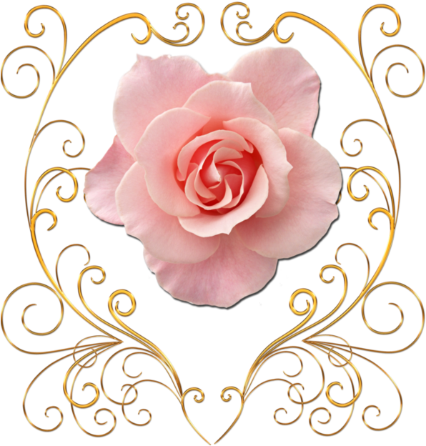 Garden Roses Flower Petal Clip Art - Garden Roses Flower Petal Clip Art (599x699)