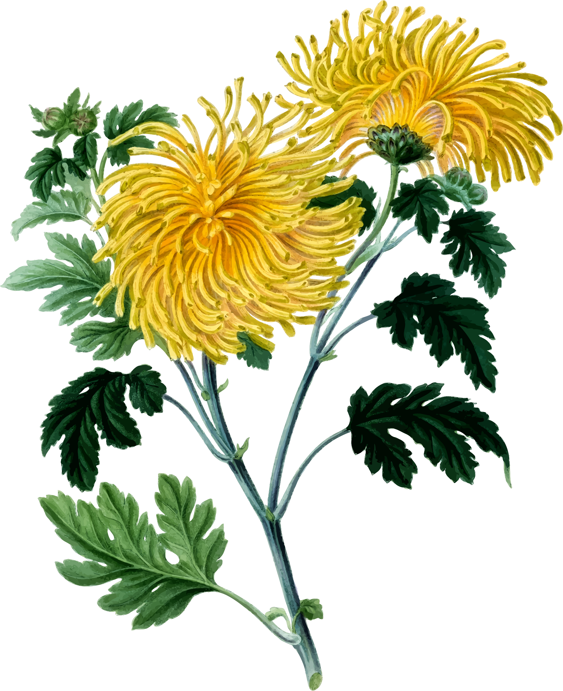 Big Image - Chrysanthemum Png (1935x2376)