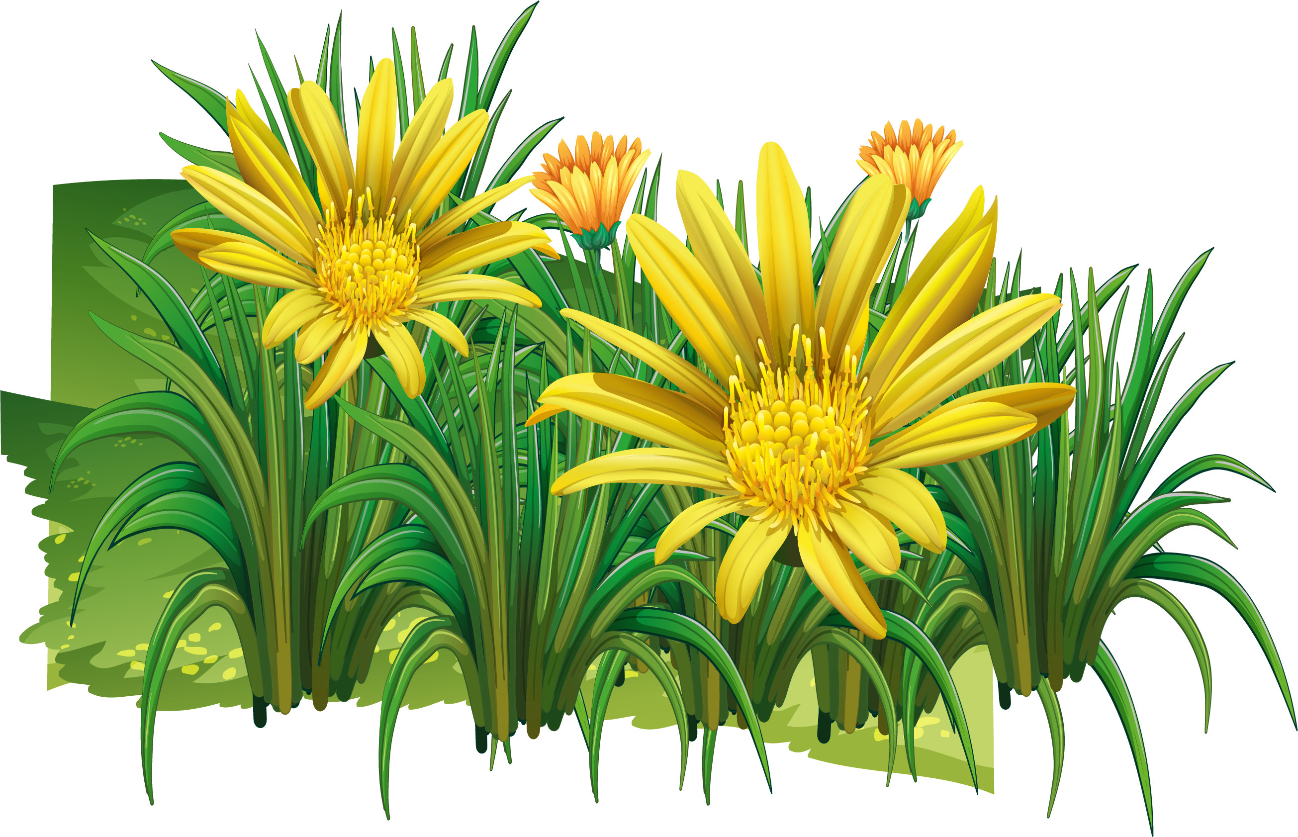Chrysanthemum Indicum Clip Art - Chrysanthemum Indicum Clip Art (2610x1683)