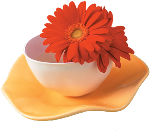 Flower Cup Rose Glass Wallpaper - Flower Cup Rose Glass Wallpaper (574x500)